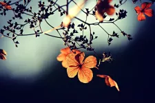 Photo: Flower